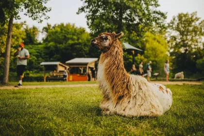 Minnesota Zoo's Llama Trek