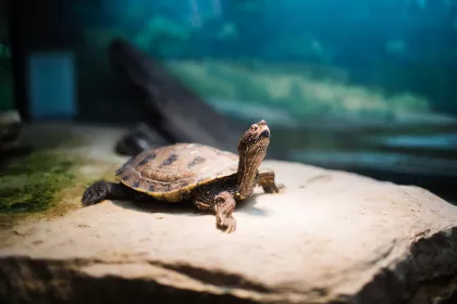 Quarry Hill Nature Center in Rochester