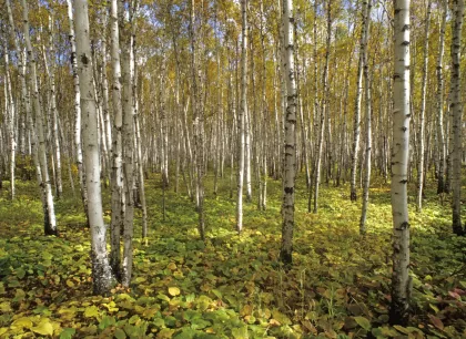 A birch forest near Carlton Peak