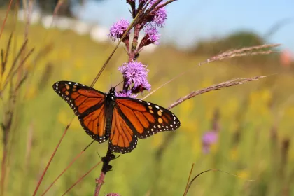 Monarch butterfly at Minnesota Valley National Wildlife Refuge