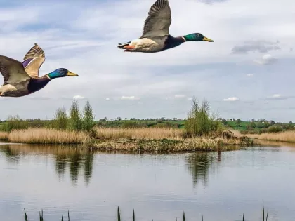 Duck hunting at Lake Mille Lacs