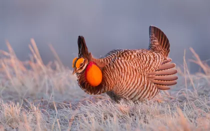 Prairie Chicken