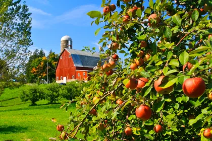 Pleasant Valley Orchard