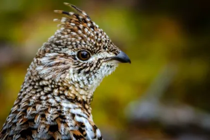 Grouse hunting at River Bend Resort