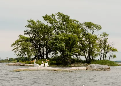 An island within Voyageurs National Park