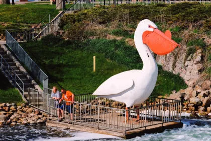 World's Largest Pelican