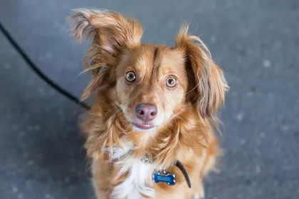 A dog at the Stone Arch Bridge Festival