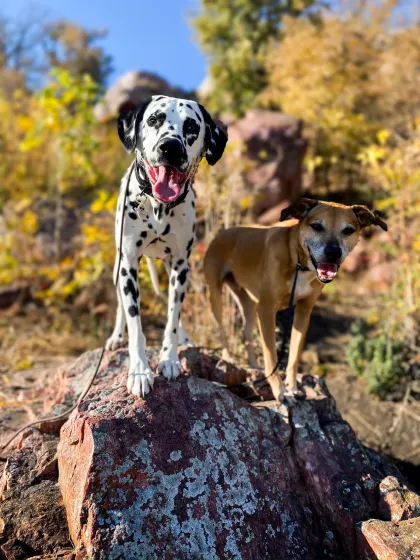 Two dogs at Blue Mounds State Park