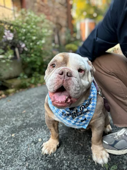 Dog-toberfest at Saint Paul Brewing
