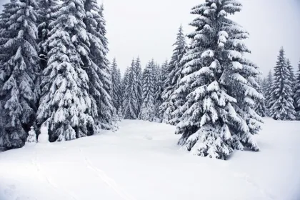 Sugarbush Trail