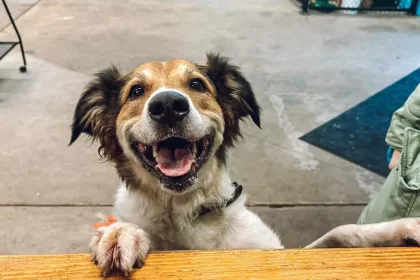 Unleashed Hounds and Hops