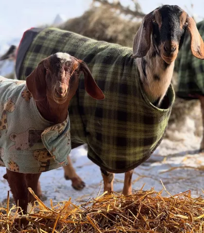 A couple of rescued goats at Farmaste Animal Sanctuary