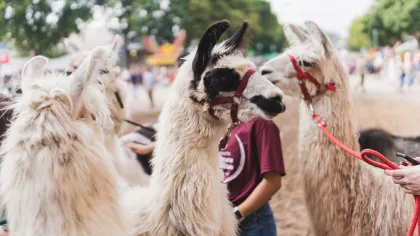 Llamas at the Minnesota State Fair