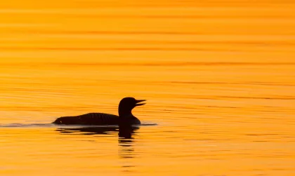 A loon in the lake at McCarthy Beach State Park