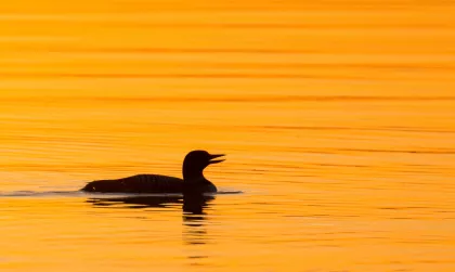 A loon in the lake at McCarthy Beach State Park