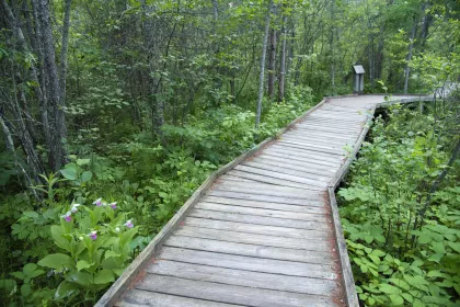 The Bog Walk Trail at Bemidji Lake State Park