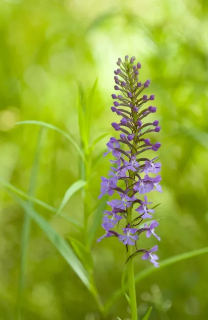 Big Bog State Recreation Area