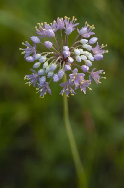 A Wild Onion flower in Central Minnesota