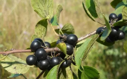 A fruiting buckthorn tree