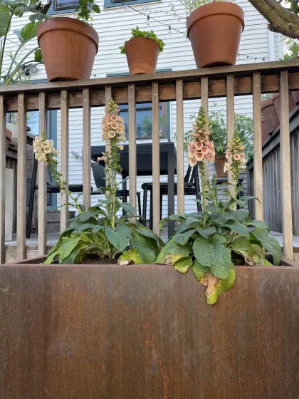 Container garden Minneapolis