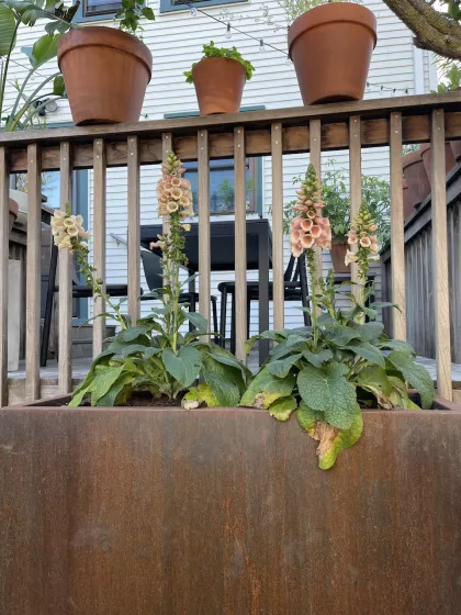 Container garden Minneapolis