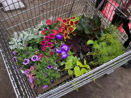 A basket full of potted flowers at the Friends School Plant Sale