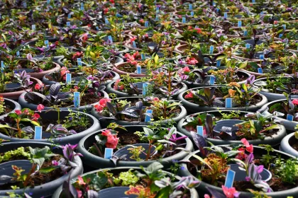 A seemingly endless array of potted plants at Gertens