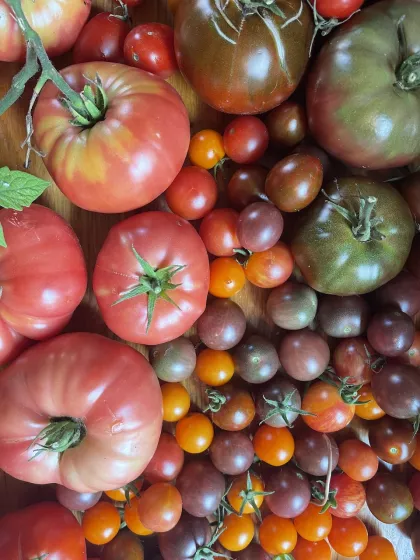 Homegrown tomatoes in Minneapolis