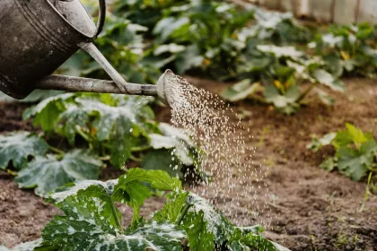 Watering the soil at Mother Earth Gardens in Minneapolis