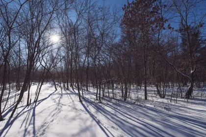 Wild River State Park during winter