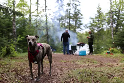 A couple friends camp with a dog in the Superior National Forest