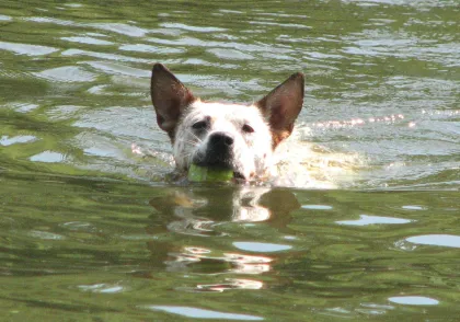 A happy dog at Minnehaha Off-Leash Dog Park