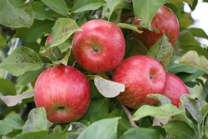 Honeycrisp apples from Carlson's Orchard Bakery and Restaurant