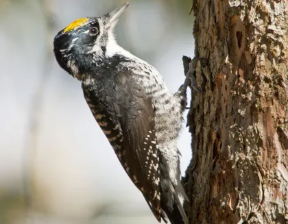 A three-toed woodpecker along the Pine to Prairie Birding Trail