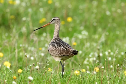 A marbled godwit along the Pine to Prairie Birding Trail