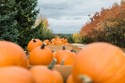 Northwoods Orchard