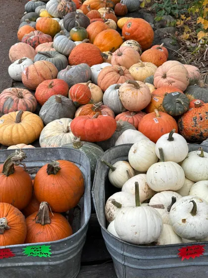 Collegeville Orchards