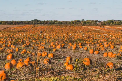 Dehn's Pumpkins