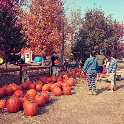 Peter's Pumpkins &amp; Carmen's Corn