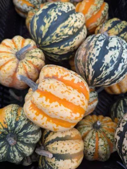 Tom's Pumpkin Farm