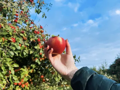 Aamodt's Apple Farm