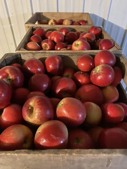 Deer Lake Orchard