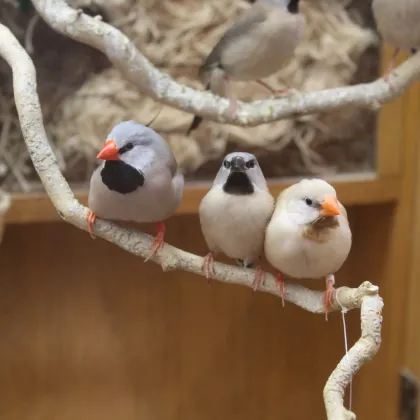 Finches at the Headwaters Science Center