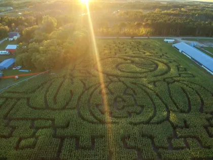 The corn maze at Otter Berry Farm