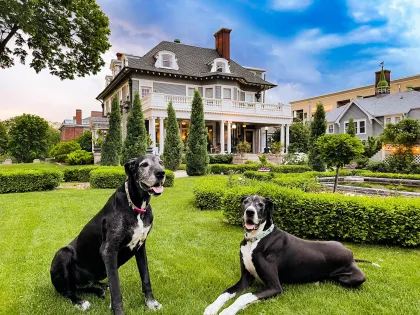 The resident Great Danes at 300 Clifton Bed and Breakfast