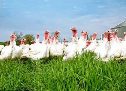 Ferndale Market's turkey farm