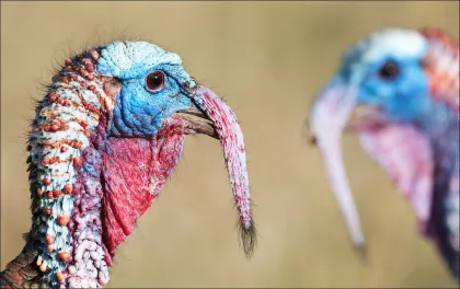 A wild male turkey