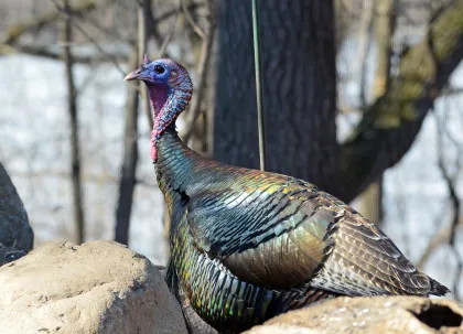 A wild turkey near the Minnesota Valley Refuge