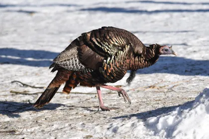 Wild turkey in winter