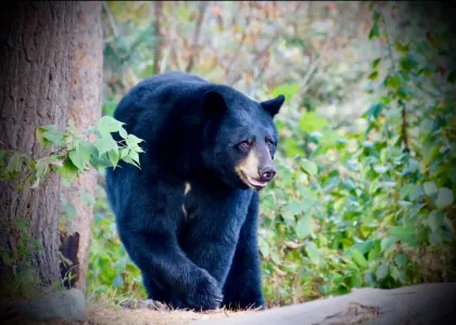 A bear spotting at Nature Retreats MN